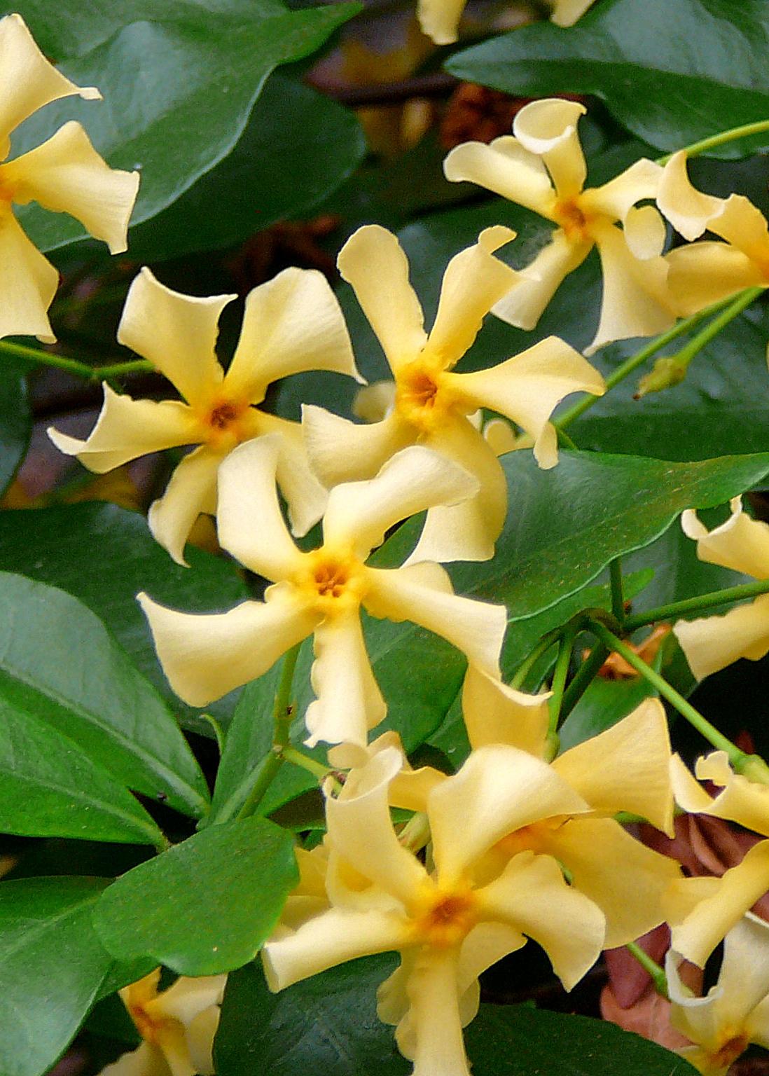Toskanischer Jasmin Gelb – Duftende Kletterpflanze Ø15cm