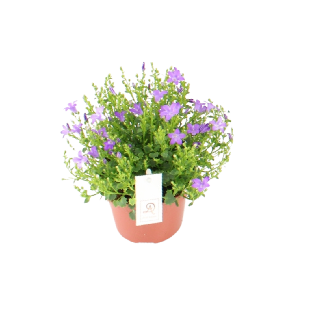Campanula Dolc'Amore® – pflegeleichte Glockenblume Ø12cm