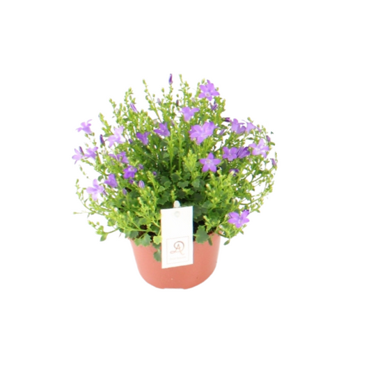 Campanula Dolc'Amore® – pflegeleichte Glockenblume Ø12cm