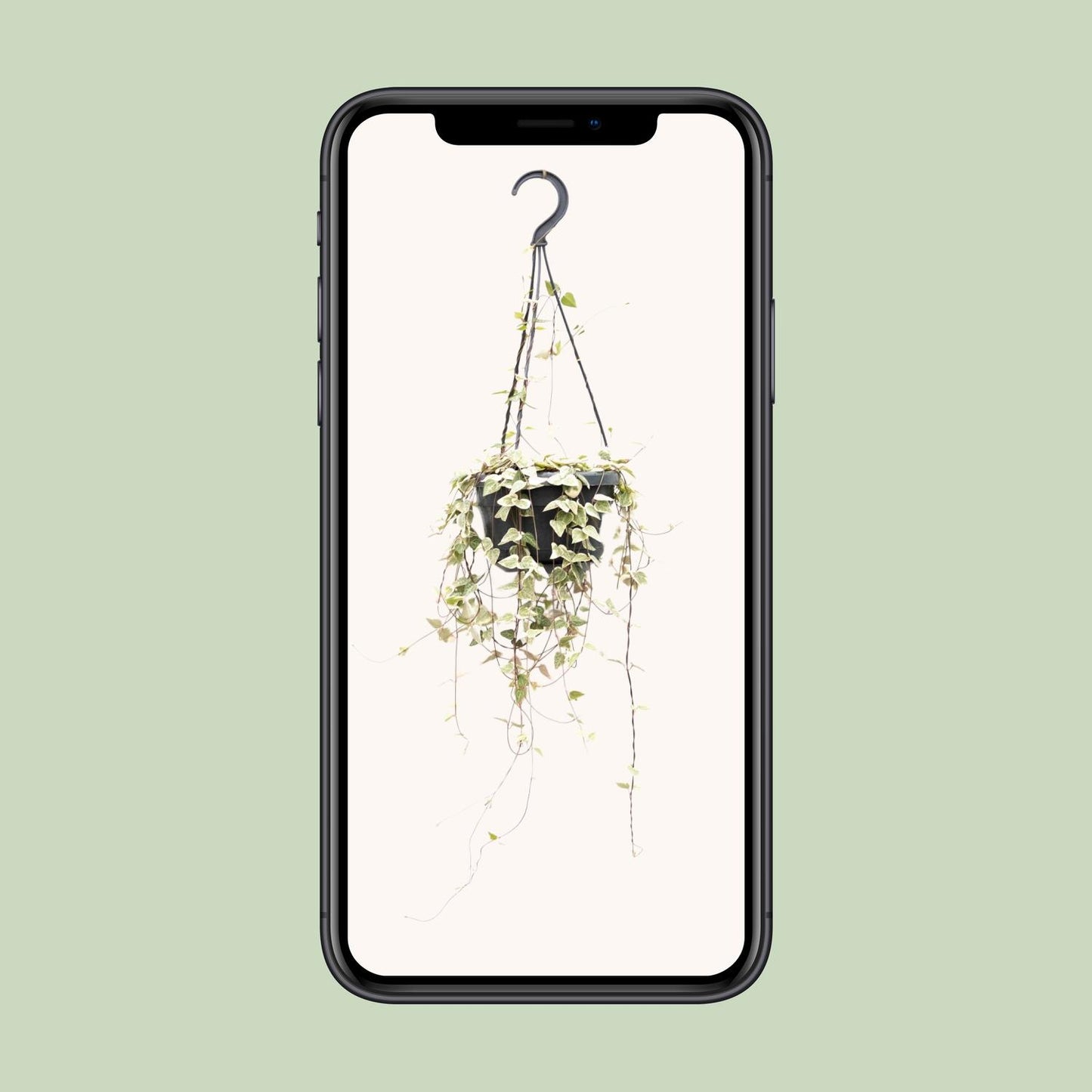 Ceropegia Woodii – Pflegeleichte Herzchenpflanze Ø14cm