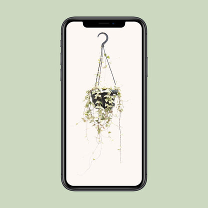 Ceropegia Woodii – Pflegeleichte Herzchenpflanze Ø14cm