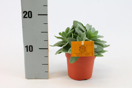Senecio Cephalophorus – Rubinrote pflegeleichte Sukkulente Ø10,5cm