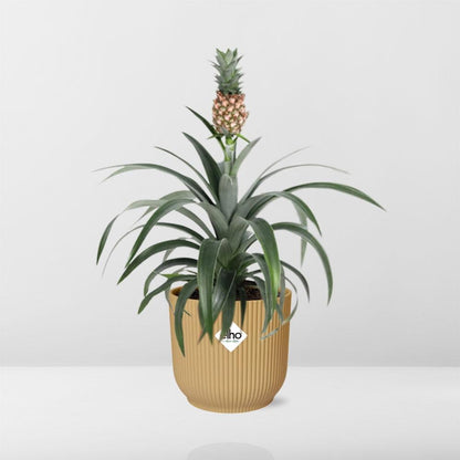 Ananas Mi Amigo in ELHO Vibes Fold 14cm Gelb – Tropische Zimmerpflanze