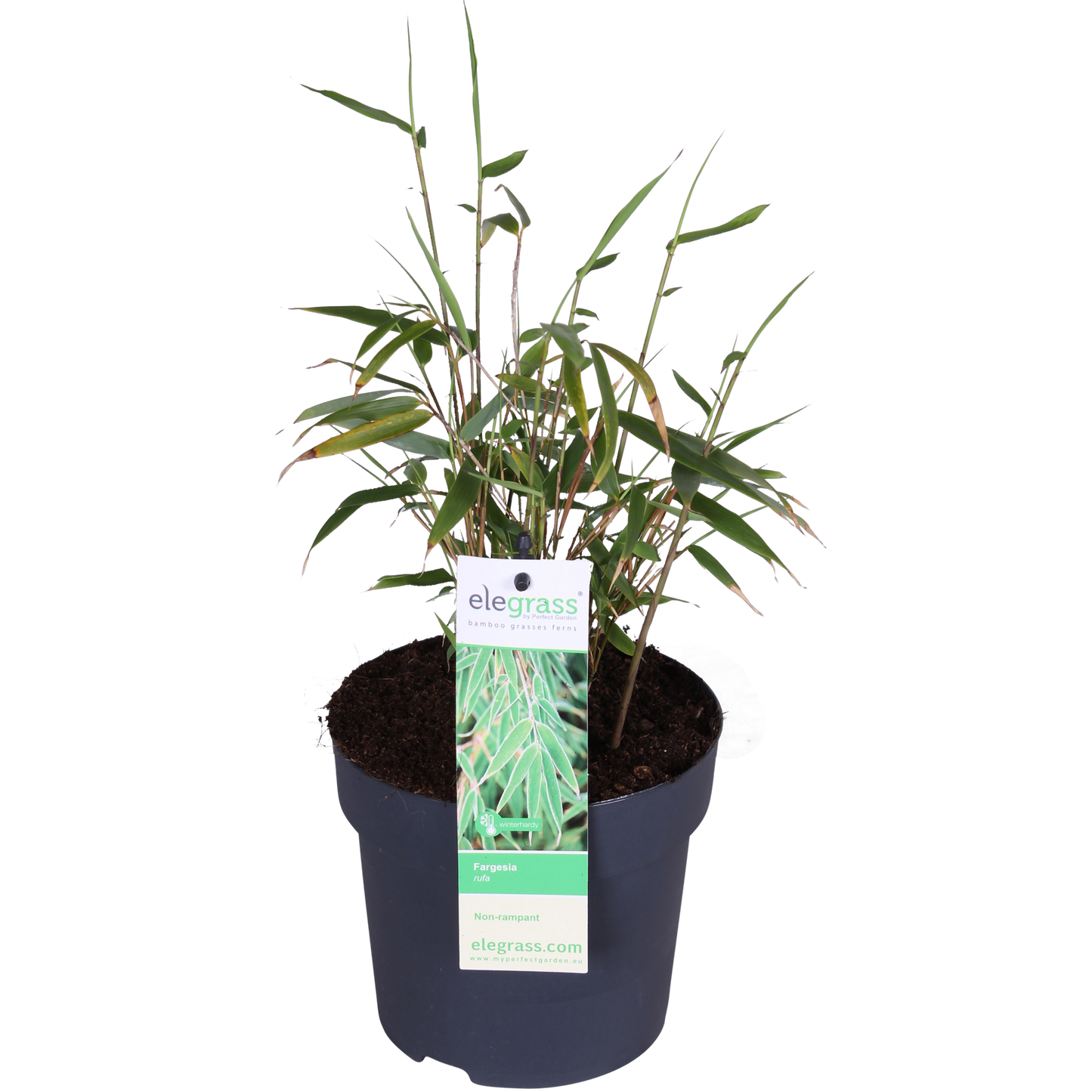 Fargesia Rufa – Pflegeleichter Gartenbambus 80 cm
