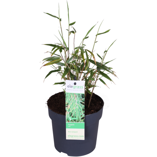Fargesia Rufa – Pflegeleichter Gartenbambus 80 cm