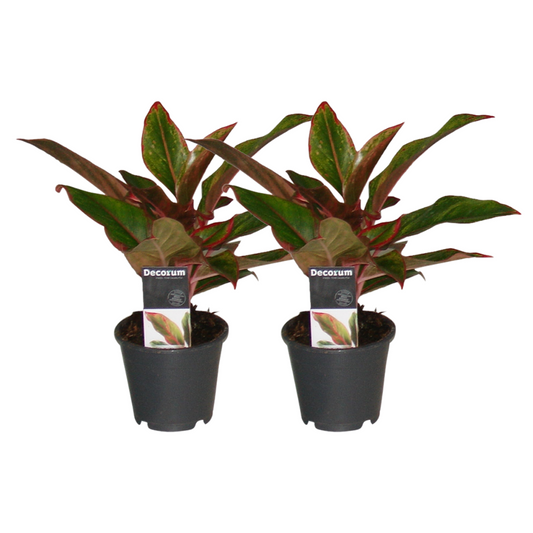 Aglaonema Crete 2er-Set – Pflegeleichte Zimmerpflanzen Ø12 cm