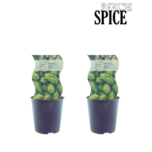 Humulus Westbrau (Hopfen) – 2er Set Ø12cm, ca. 30cm hoch