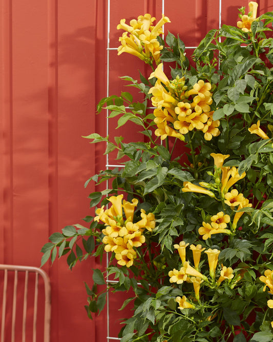 2x Campsis Summer Jazz 'Gold Trumpet' – Trompetenkletterer Ø15cm, 65cm hoch