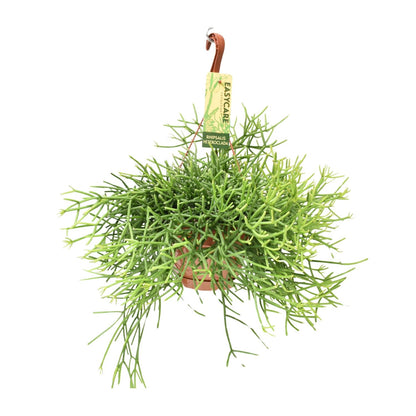 Rhipsalis Heteroclada – Pflegeleichte hängende Zimmerpflanze