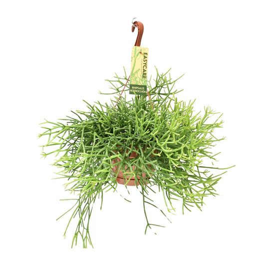 Rhipsalis Heteroclada – Pflegeleichte hängende Zimmerpflanze