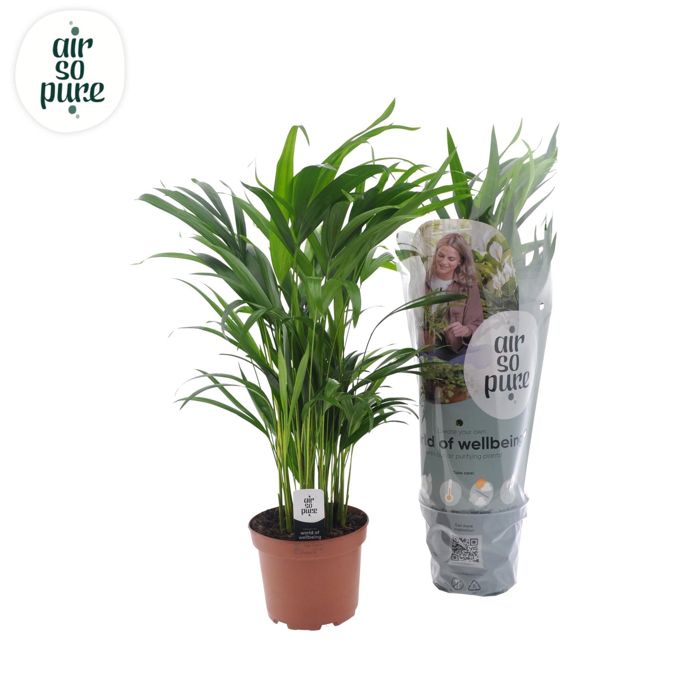 Dypsis Lutescens – Pflegeleichte Zimmerpflanze Ø17cm