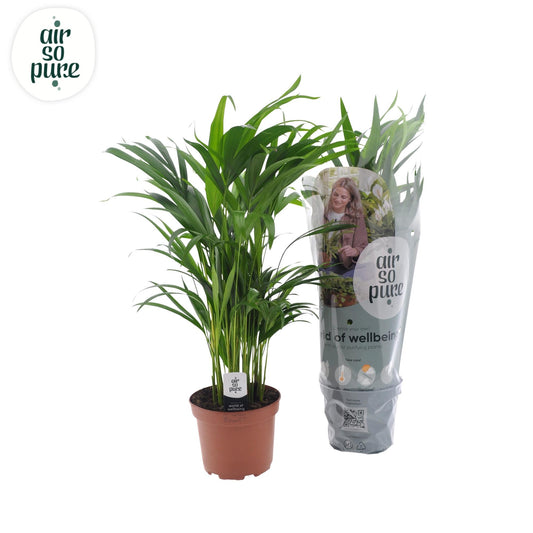 Dypsis Lutescens – Pflegeleichte Zimmerpflanze Ø17cm
