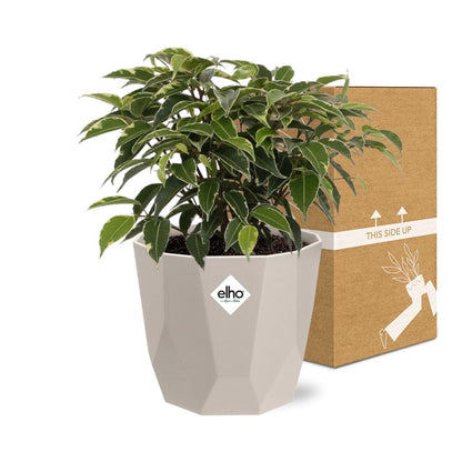 Ficus Benjamina Kinky – Pflegeleichte Zimmerpflanze im ELHO Topf