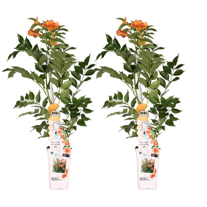 2x Campsis 'Indian Summer' – Robuste Kletterpflanze Ø15cm
