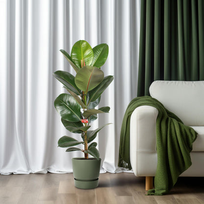 Ficus Elastica Robusta – Pflegeleichte Zimmerpflanze Ø21 cm