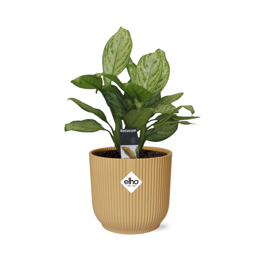 Aglaonema Christina – Pflegeleichte Zimmerpflanze im ELHO Vibes Fold 14cm Gelb