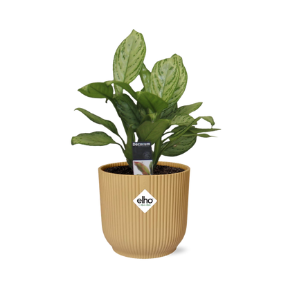 Aglaonema Christina – Pflegeleichte Zimmerpflanze im ELHO Vibes Fold 14cm Gelb