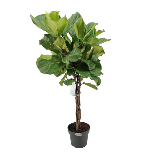 Ficus Lyrata Geflechtstamm – Pflegeleichter Geigenfeigenbaum Ø24cm, 100cm hoch
