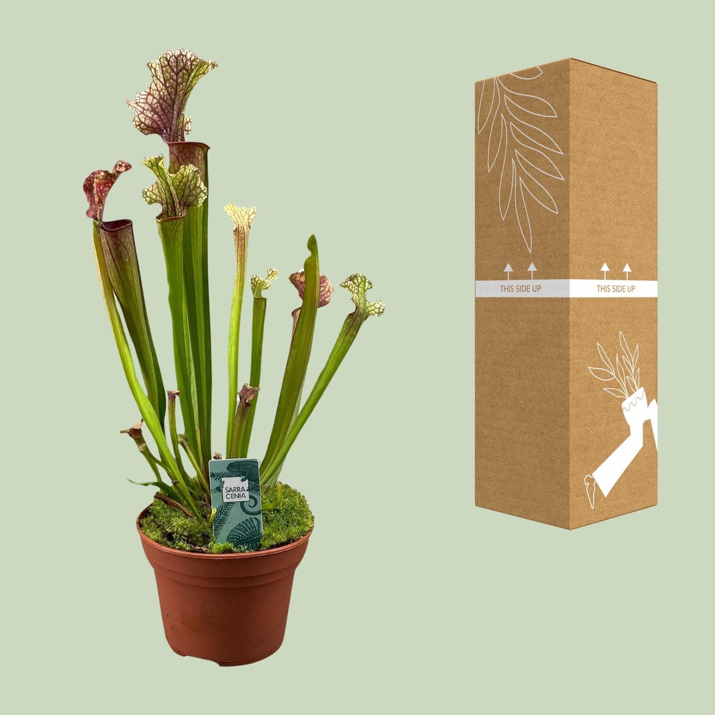 Sarracenia Judith Hindle – Exotische Kannenpflanze Ø12cm