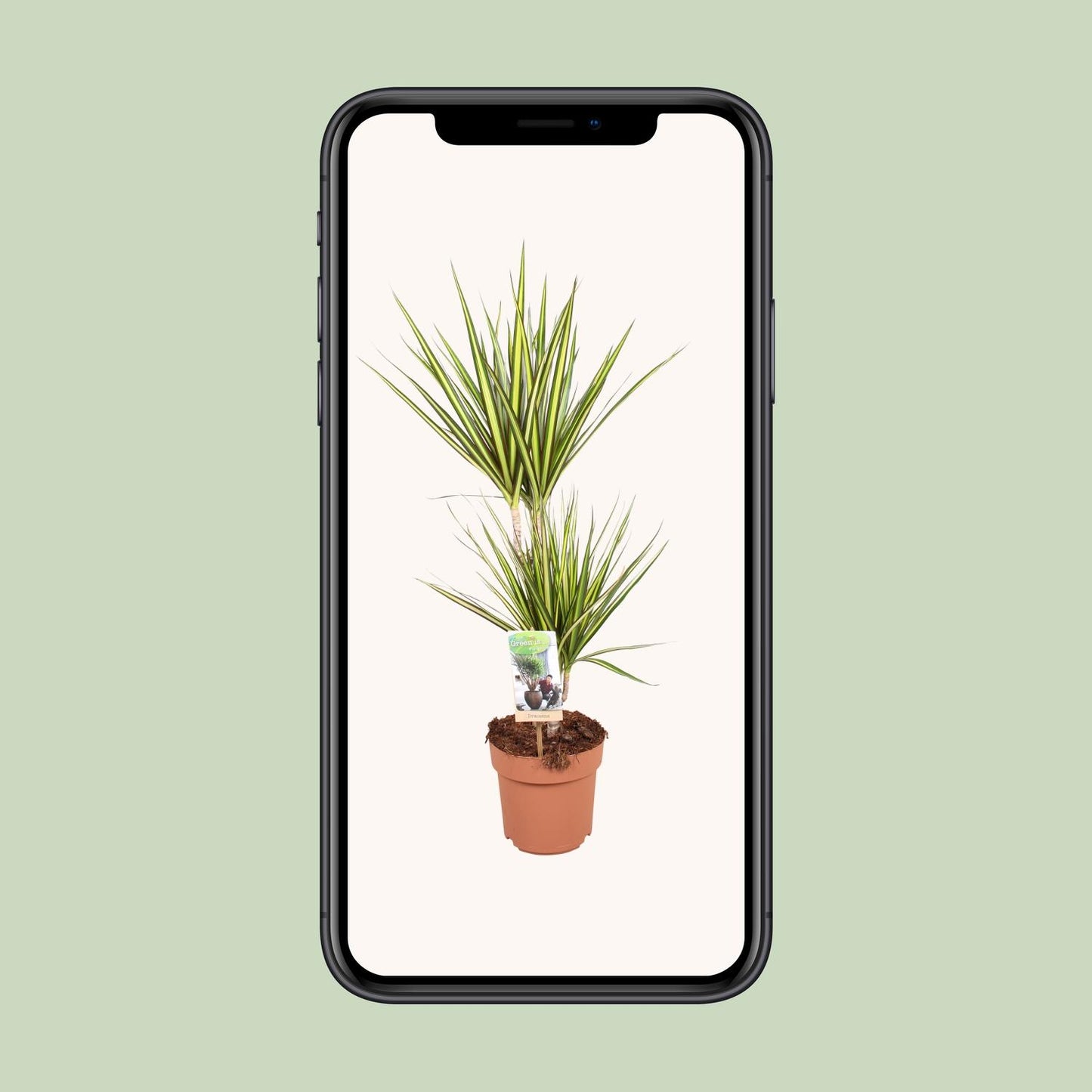 Dracaena Sunray – Elegante, pflegeleichte Zimmerpflanze Ø17cm