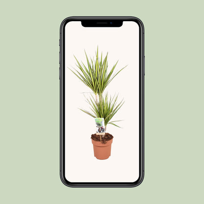 Dracaena Sunray – Elegante, pflegeleichte Zimmerpflanze Ø17cm