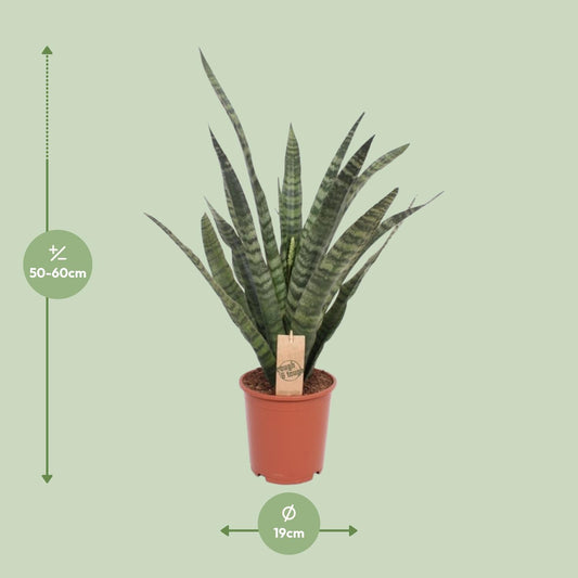 Sansevieria Diamond Green – Pflegeleichte Zimmerpflanze Ø19cm