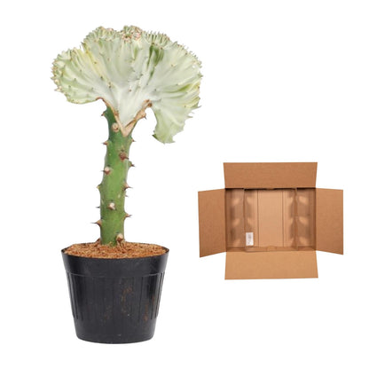 Euphorbia lactea Cristata – Korallen-Kaktus, 35 cm