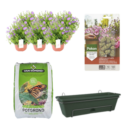 Glockenblumen Balkonkasten Set – Blühende Balkonpracht