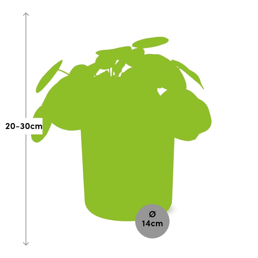 Pilea Peperomioides 12cm im ELHO b.for soft rond 14cm Topf brique