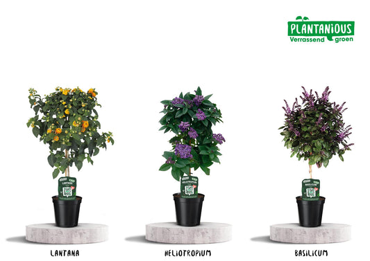 Kübelpflanzen-Duftmischung – 3 pflegeleichte Pflanzen Ø19cm