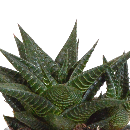 Gasteria & Haworthia Sukkulenten-Mix im Terrakotta-Topf