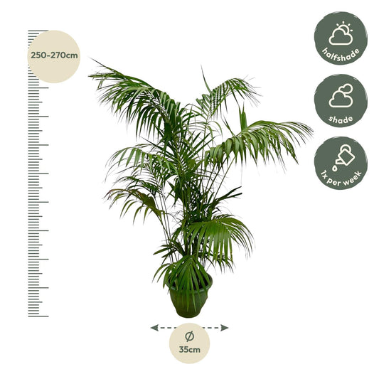 Kentia-Palme XXL – 260 cm, Ø 35 cm, pflegeleicht & robust