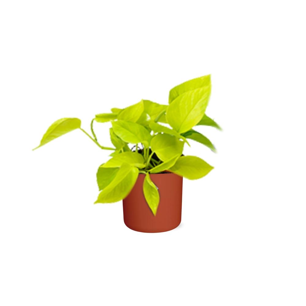 Epipremnum Pinnatum ‘Golden Pothos’ in ELHO b.for soft rond 14cm brique