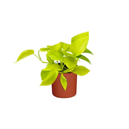 Epipremnum Pinnatum ‘Golden Pothos’ in ELHO b.for soft rond 14cm brique