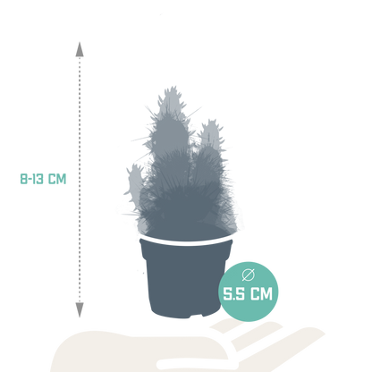 Kakteen & Sukkulenten Mischung 15er Set 5,5 cm