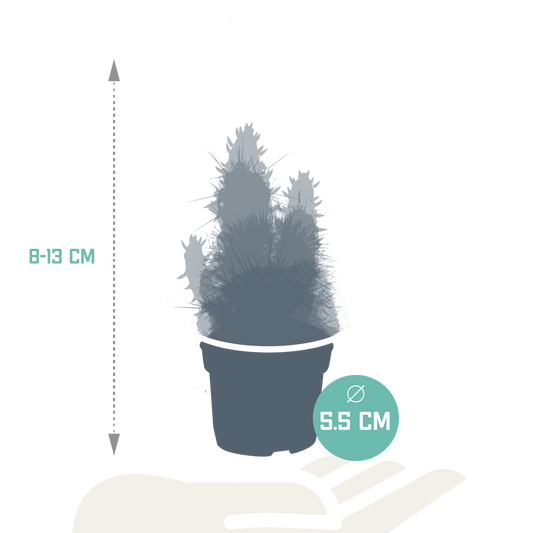 Cactus en vetplanten Mischung 5,5 cm | 15 stück - zonder pot