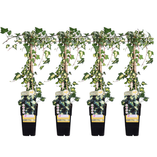 4x Hedera colchica 'Dentata Variegata' – Pflegeleichte Kletterpflanze Ø15cm