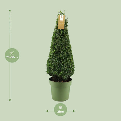 Buchsbaum Pyramide 75 cm – Pflegeleichte Immergrüne Pflanze