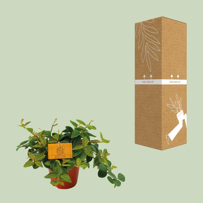 Peperomia Angulata Rocca Scuro – Pflegeleichte Zimmerpflanze Ø12cm
