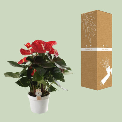 Anthurium Red Champion – Tropische, pflegeleichte Zimmerpflanze Ø21cm