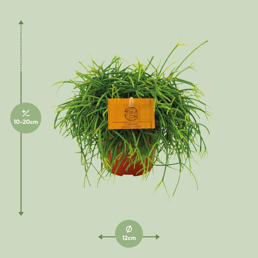 Rhipsalis Cashero Ø12 cm – Pflegeleichte Hängepflanze