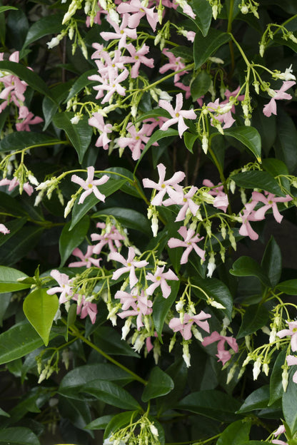 2x Trachelospermum 'Star of Ibiza' – Duftende Kletterpflanze Ø15cm