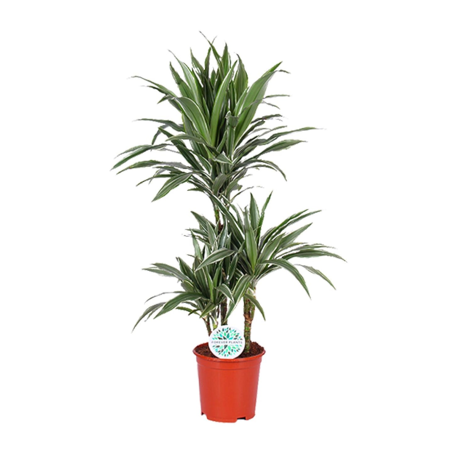 Dracaena Warneckei – Pflegeleichter Drachenbaum Ø21cm, 90cm hoch