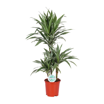 Dracaena Warneckei – Pflegeleichter Drachenbaum Ø21cm, 90cm hoch