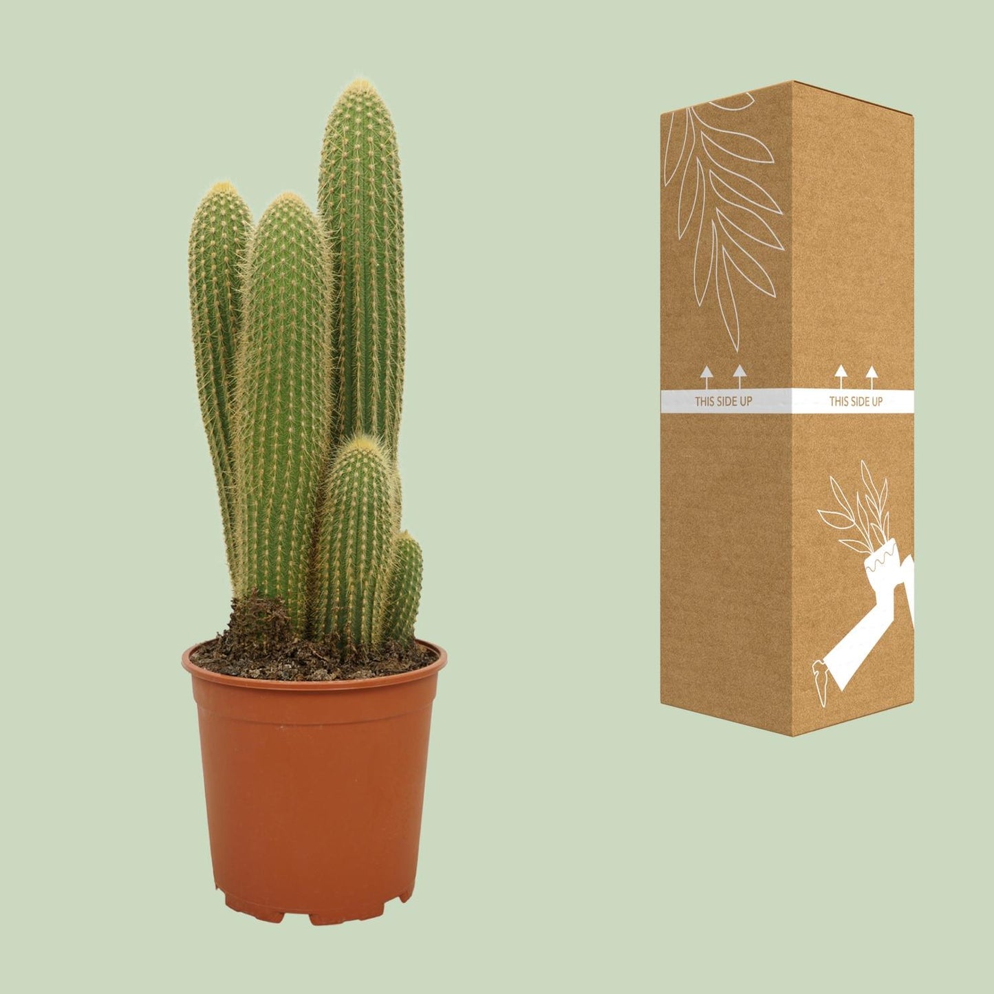 Vatricania Guentheri – Exotische, pflegeleichte Zimmerpflanze 55 cm