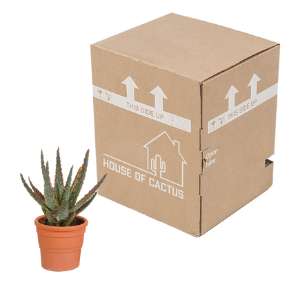 Aloe Zebrina Dannyz im Terrakottatopf 10,5 cm