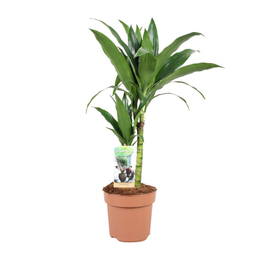 Dracaena Janet Craig – Pflegeleichte Zimmerpflanze Ø17cm