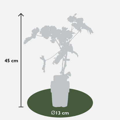 Johanniter Weinrebe Ø13cm – Bio Kletterpflanze bis 45cm