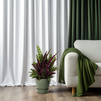 Calathea Lancifolia – Pflegeleichte Tropen-Zimmerpflanze Ø27cm