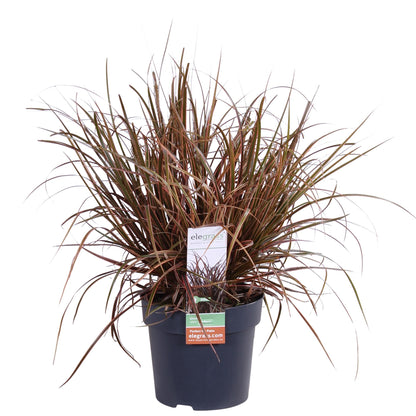 Rotes Kopfgras 'Everflame' – Pflegeleichtes Ziergras Ø19cm
